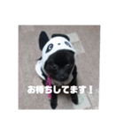 くまんちゅー（個別スタンプ：13）