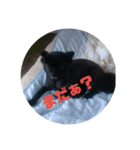 くまんちゅー（個別スタンプ：15）