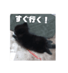 くまんちゅー（個別スタンプ：16）