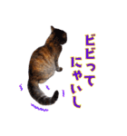 モカちゃんとセラちゃんとソラくん（個別スタンプ：26）