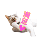 モカちゃんとセラちゃんとソラくん（個別スタンプ：35）