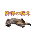 モカちゃんとセラちゃんとソラくん（個別スタンプ：39）