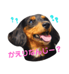 ポピーのお転婆スタンプ2（個別スタンプ：2）