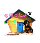 ポピーのお転婆スタンプ2（個別スタンプ：3）