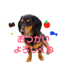 ポピーのお転婆スタンプ2（個別スタンプ：9）