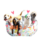 ポピーのお転婆スタンプ2（個別スタンプ：13）