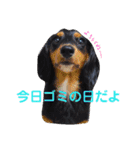 ポピーのお転婆スタンプ2（個別スタンプ：15）