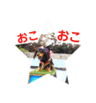 ポピーのお転婆スタンプ2（個別スタンプ：23）