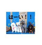 ポピーのお転婆スタンプ2（個別スタンプ：32）