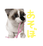 我が家のかわいいアイドル達（個別スタンプ：1）
