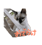 我が家のかわいいアイドル達（個別スタンプ：4）