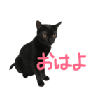 我が家のかわいいアイドル達（個別スタンプ：7）