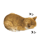 猫のミルトン 実写（個別スタンプ：1）