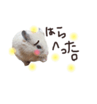 ぽんベビー2（個別スタンプ：4）