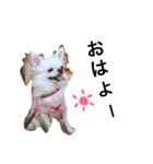 毎日使える動物のスタンプ（個別スタンプ：1）