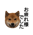 柴犬サニーの敬語（個別スタンプ：2）