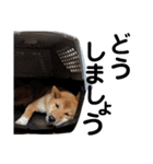柴犬サニーの敬語（個別スタンプ：3）