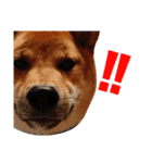 柴犬サニーの敬語（個別スタンプ：4）