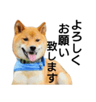 柴犬サニーの敬語（個別スタンプ：5）
