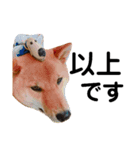 柴犬サニーの敬語（個別スタンプ：6）