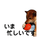 柴犬サニーの敬語（個別スタンプ：8）