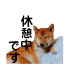 柴犬サニーの敬語（個別スタンプ：9）