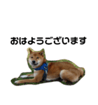 柴犬サニーの敬語（個別スタンプ：10）