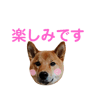 柴犬サニーの敬語（個別スタンプ：11）