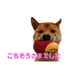 柴犬サニーの敬語（個別スタンプ：12）