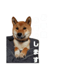 柴犬サニーの敬語（個別スタンプ：14）