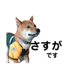 柴犬サニーの敬語（個別スタンプ：15）