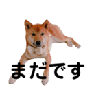 柴犬サニーの敬語（個別スタンプ：16）