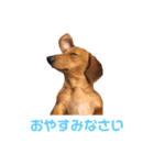 ダックスフンドのりょーまサン（個別スタンプ：6）