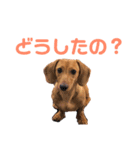 ダックスフンドのりょーまサン（個別スタンプ：8）