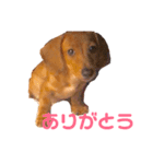 ダックスフンドのりょーまサン（個別スタンプ：10）