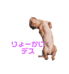 ダックスフンドのりょーまサン（個別スタンプ：16）