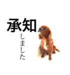 キャバリア こつぶ  ときどき  ふりかけ（個別スタンプ：1）