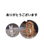 キャバリア こつぶ  ときどき  ふりかけ（個別スタンプ：5）