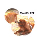 キャバリア こつぶ  ときどき  ふりかけ（個別スタンプ：8）