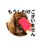 キャバリア こつぶ  ときどき  ふりかけ（個別スタンプ：9）