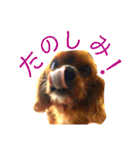キャバリア こつぶ  ときどき  ふりかけ（個別スタンプ：11）