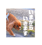 キャバリア こつぶ  ときどき  ふりかけ（個別スタンプ：13）