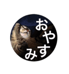 キャバリア こつぶ  ときどき  ふりかけ（個別スタンプ：14）