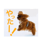 キャバリア こつぶ  ときどき  ふりかけ（個別スタンプ：15）