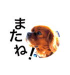 キャバリア こつぶ  ときどき  ふりかけ（個別スタンプ：16）