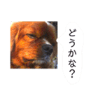キャバリア こつぶ  ときどき  ふりかけ（個別スタンプ：17）
