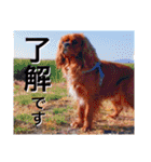 キャバリア こつぶ  ときどき  ふりかけ（個別スタンプ：19）