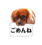 キャバリア こつぶ  ときどき  ふりかけ（個別スタンプ：25）