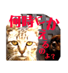 キャバリア こつぶ  ときどき  ふりかけ（個別スタンプ：26）