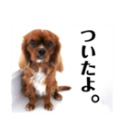 キャバリア こつぶ  ときどき  ふりかけ（個別スタンプ：27）